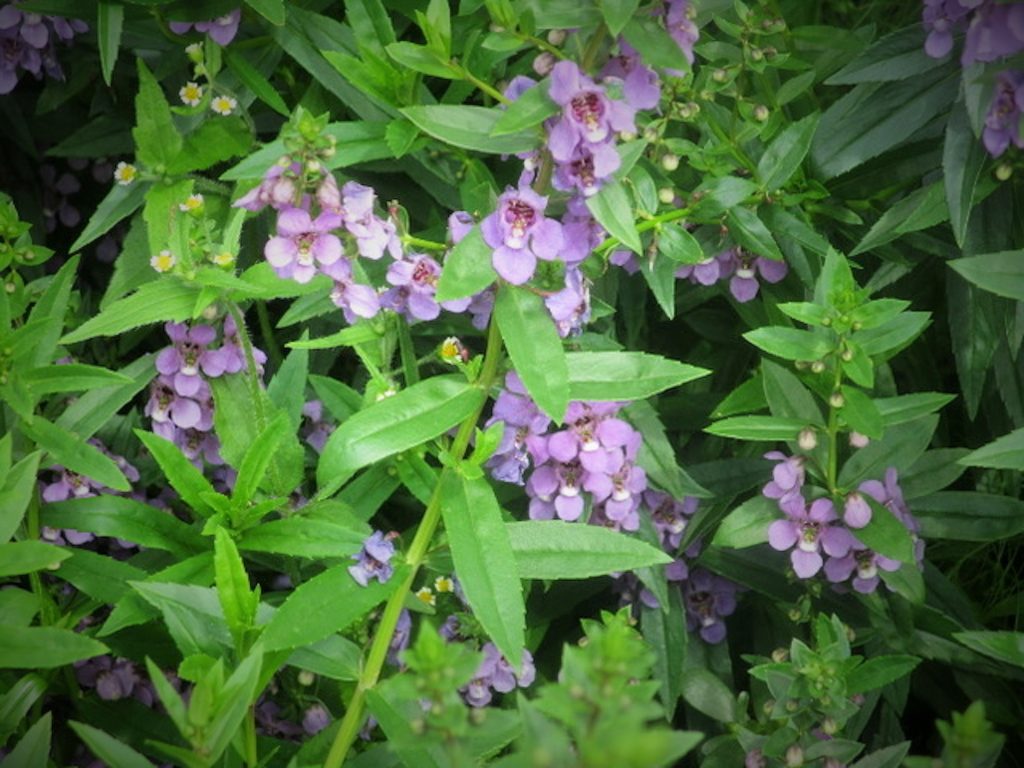 Taken by Taria, Age 15: Lilac Flowers