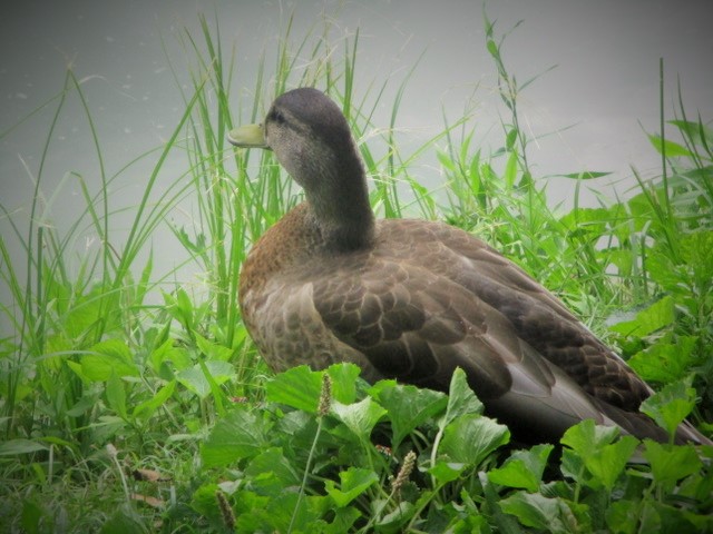 Taken by Robert, Age 15: Duck by the Pond
