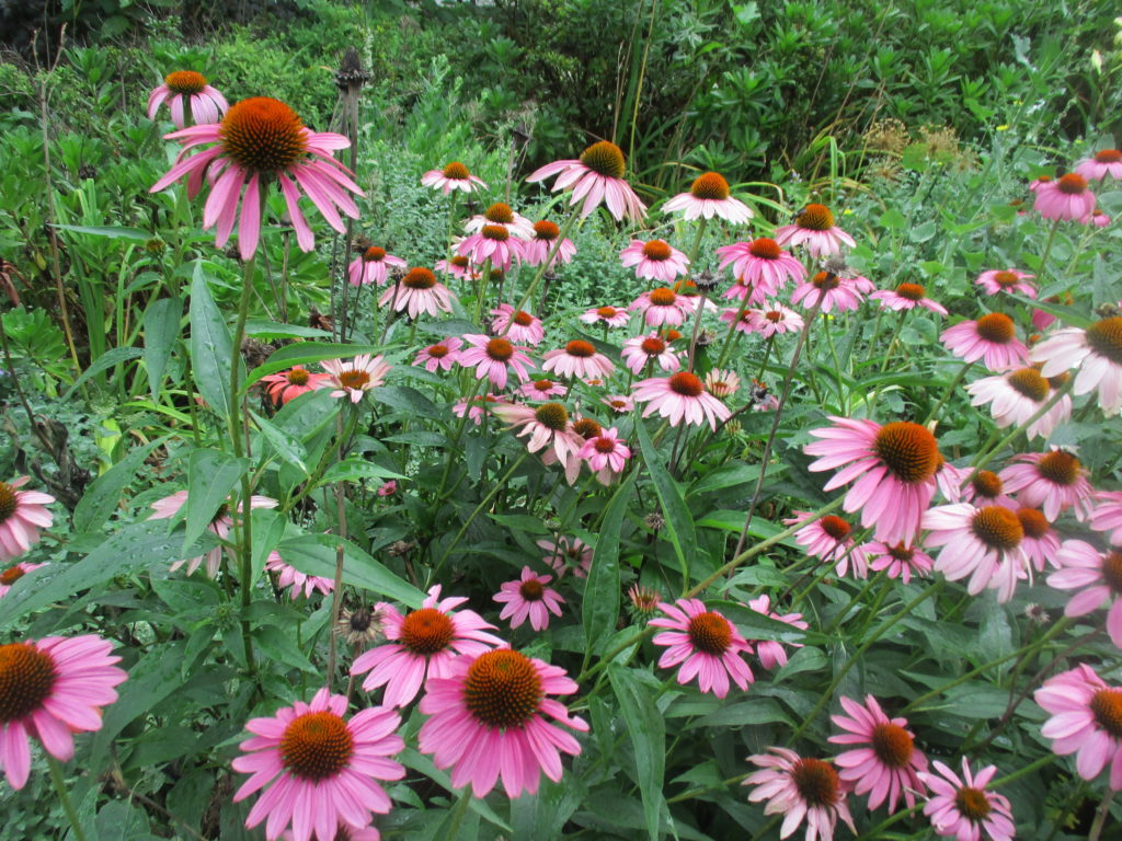 Aisha Bag Aisha: A field of pink flowers holds the morning light, each stem rises through, green, quiet but certain. Some petals are open, some still undergrown reminding us growth is not rushed, and beauty can be quite. In their gentle sway they keep a promise to return each season holding color against the greens.