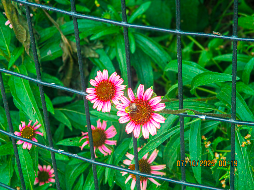 Kameira’s final print Kameira: This photo shows flowers growing behind a fence. One flower has a bee on it. The flowers are very pink and pretty, but the fence is hard and dark. I took this picture to show how nature keeps growing, even when it’s blocked. For me, it shows that life is strong and always finds a way. Even with the fence in the way the flowers still bloom and stay beautiful.