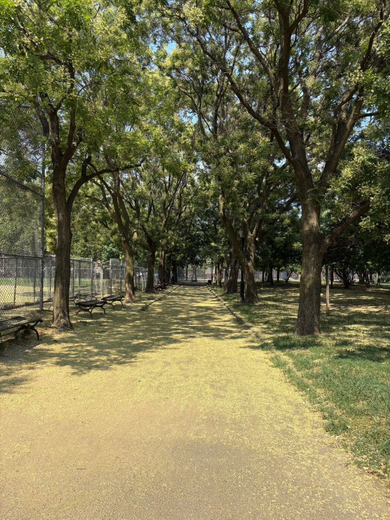 London J_ London: This photo captures a quiet path lined with tall trees , where sunlight filters through the leaves, casting soft shadows and a golden layer of fallen petals or pollen on the ground.The image speaks to the peaceful coexistence of nature and urban life , showing how even in a city park, moments of stillness and simple beauty can be found in everyday places.